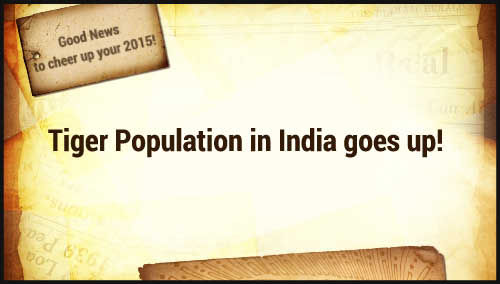 Tiger Population in India goes up!