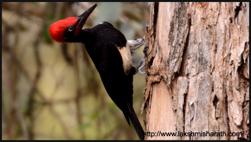 A safari at Tholpetty Wildlife Sanctuary, Wayanad by Lakshmi Sharat