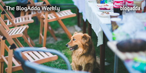 Dog-next-to-dining-table