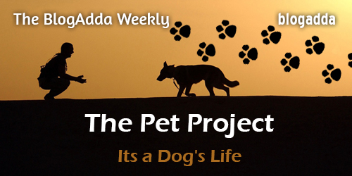 Feature-The-Pet-Project-3