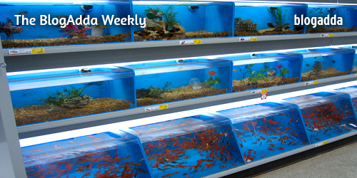 Fish-in-an-aquarium-at-a-Pet-Store